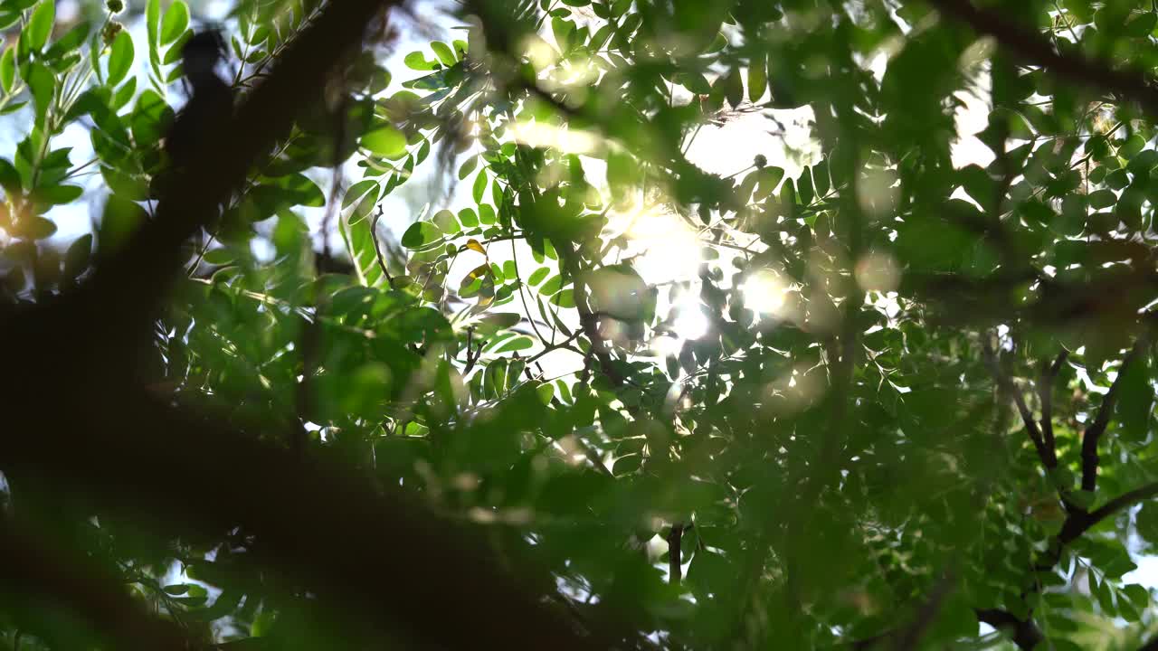 在阳光明媚的日子里，大楸树的遮阳处洒下的阳光。视频素材