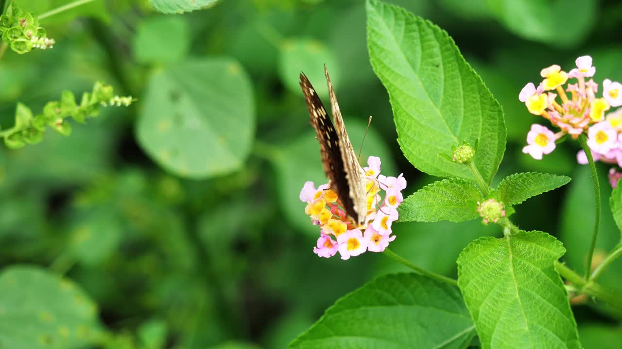 蝴蝶吮吸花蜜在西印度兰塔纳花视频素材