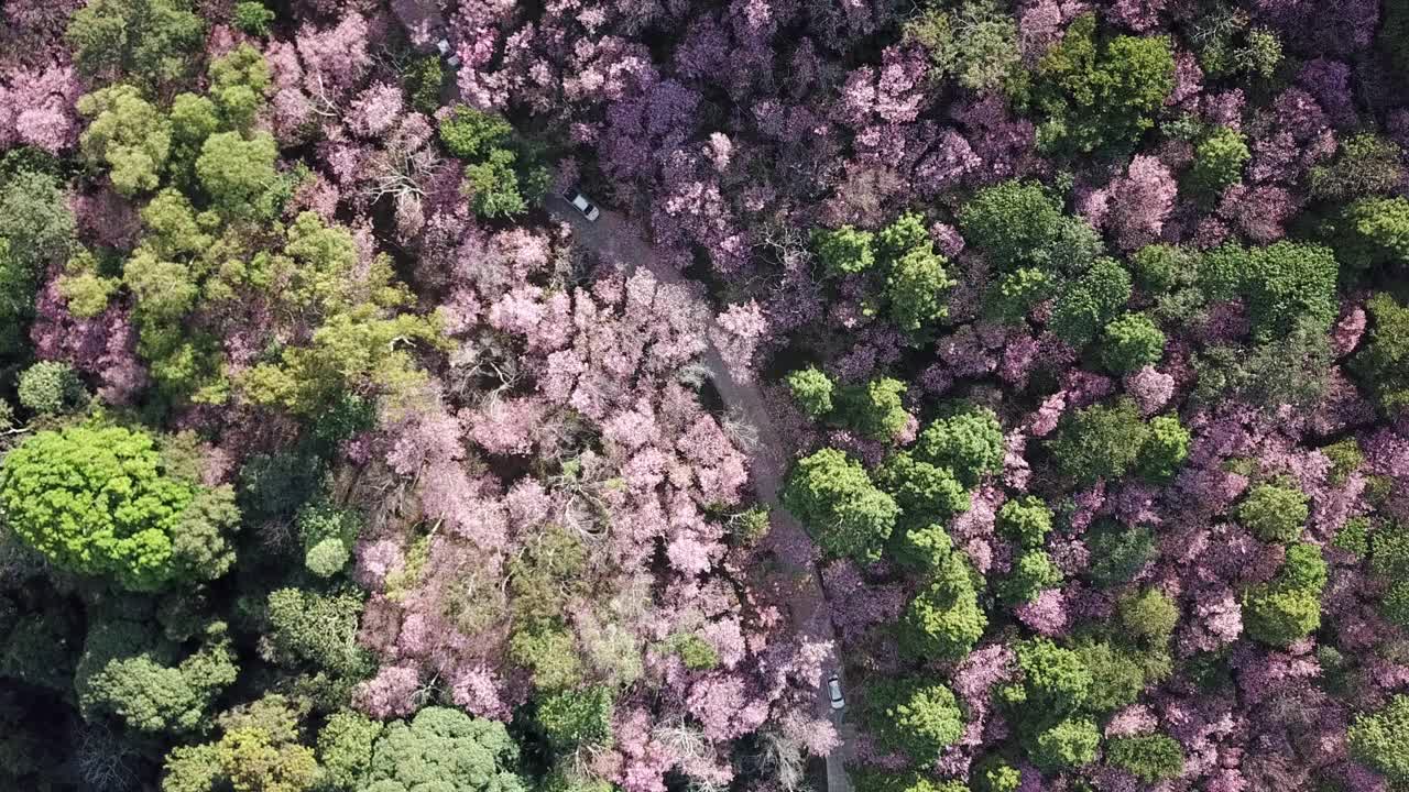 在泰国清莱省的高山上，汽车行驶在穿过樱花林的道路上的鸟瞰图。视频素材