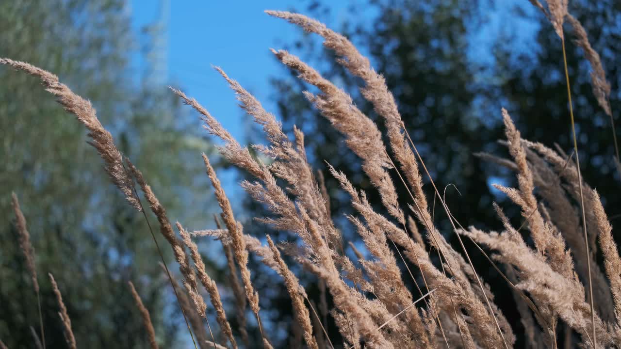 草甸干草在微风中晨光接近视频4K超高清视频素材