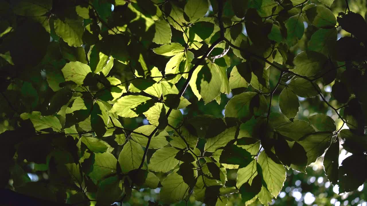 在清晨的阳光下，山毛榉树叶随风飘动，背景是平静的4K超高清视频视频素材