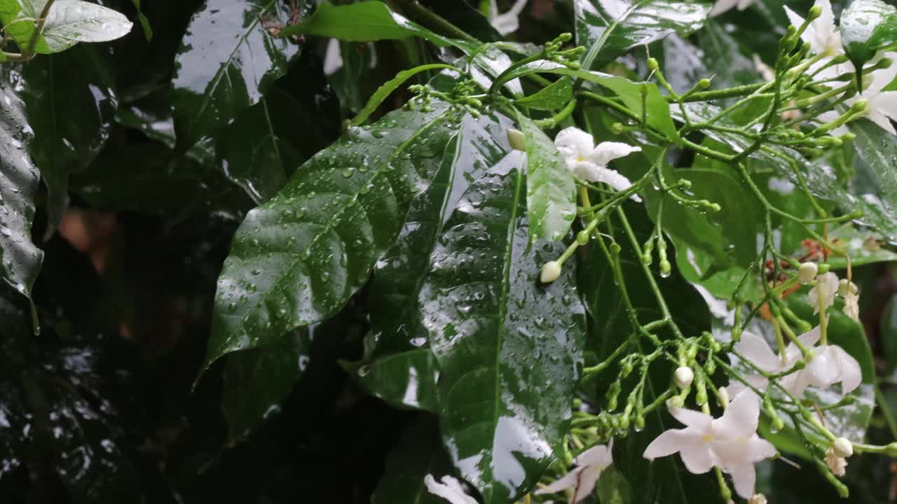 狂风暴雨落在茉莉花的白色花朵和绿色的嫩叶上视频素材