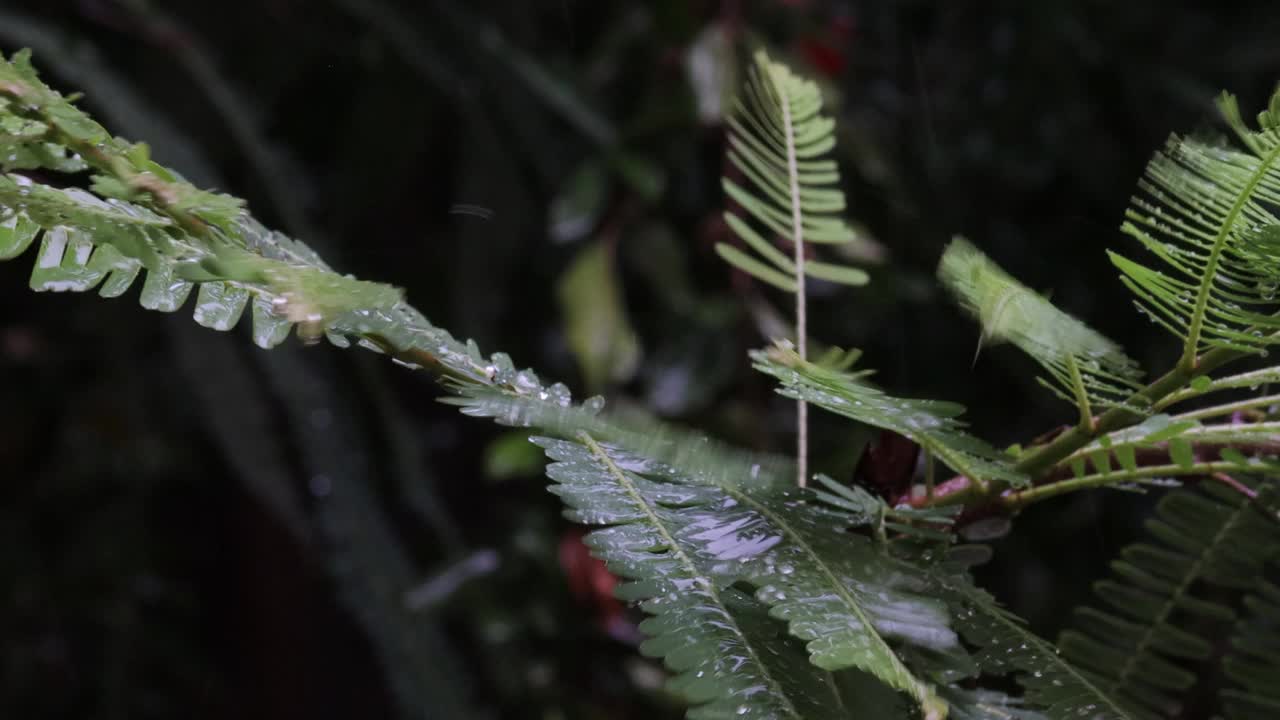 强烈的雨与狂风一起落在醋栗绿的嫩叶上视频素材