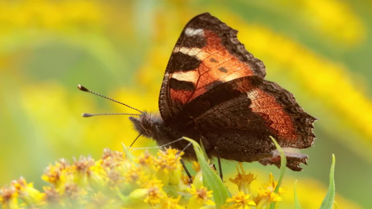 小玳瑁蝶(Aglais urticae, Nymphalis urticae)是蛱蝶科中一种色彩鲜艳的欧亚蝴蝶。它是一种中等大小的蝴蝶，主要是红橙色的。视频素材