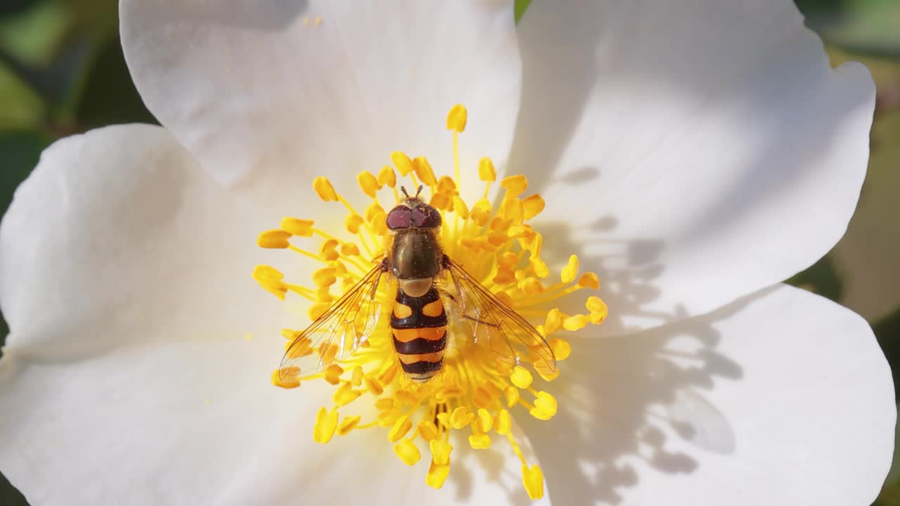 食蚜蝇、花蝇或食蚜蝇，昆虫科食蚜蝇。它们伪装成危险的昆虫黄蜂和蜜蜂。许多种类的成虫主要以花蜜和花粉为食。视频素材