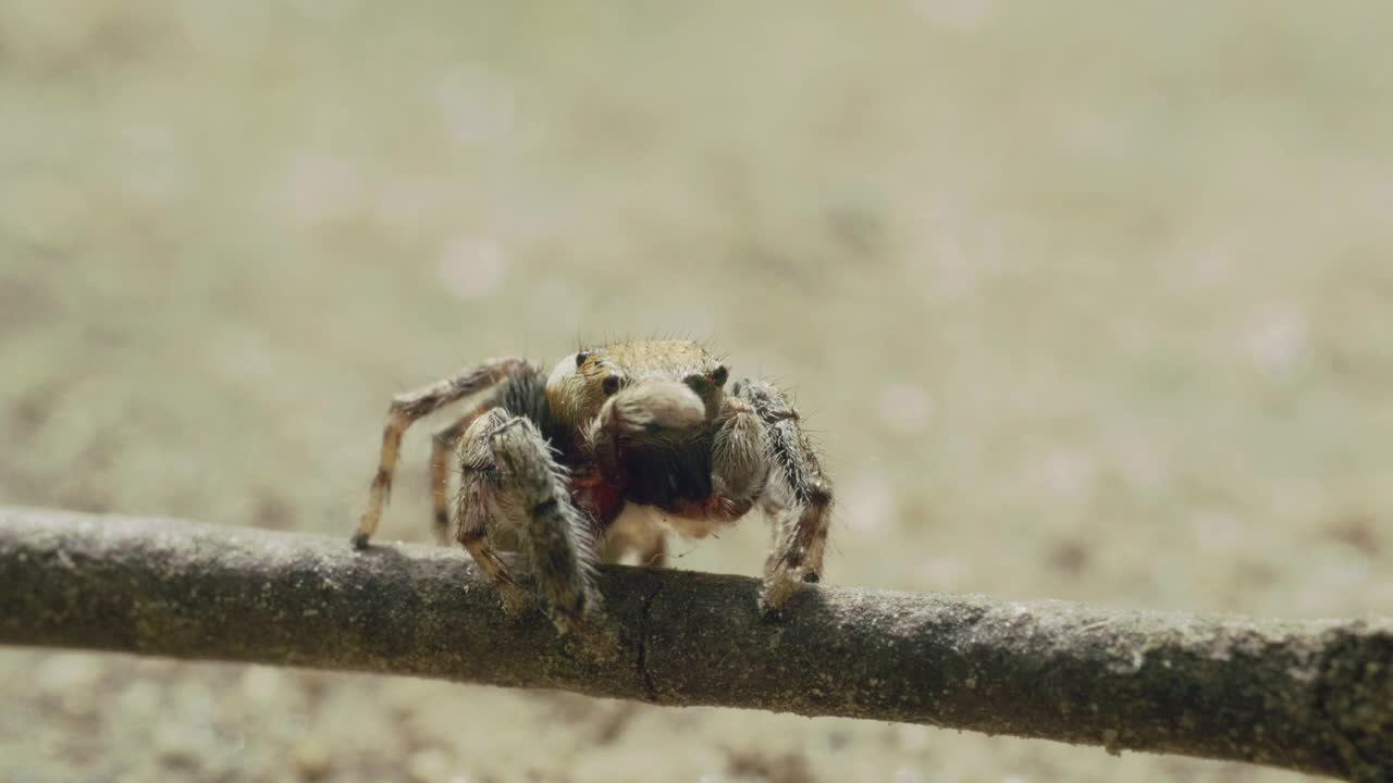 可爱的跳蜘蛛昆虫，Salticidae，宏观特写，夏天视频素材