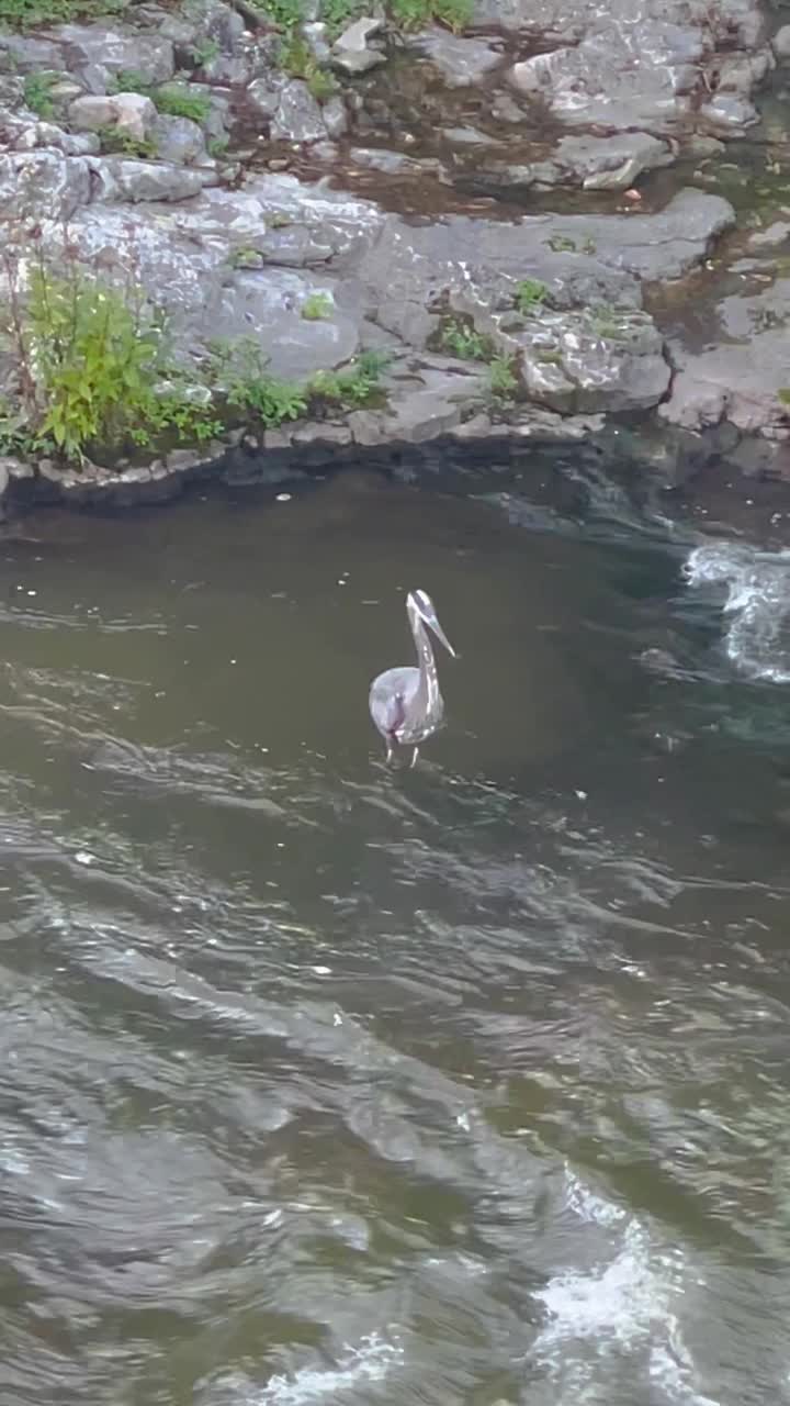 大蓝鹭视频素材