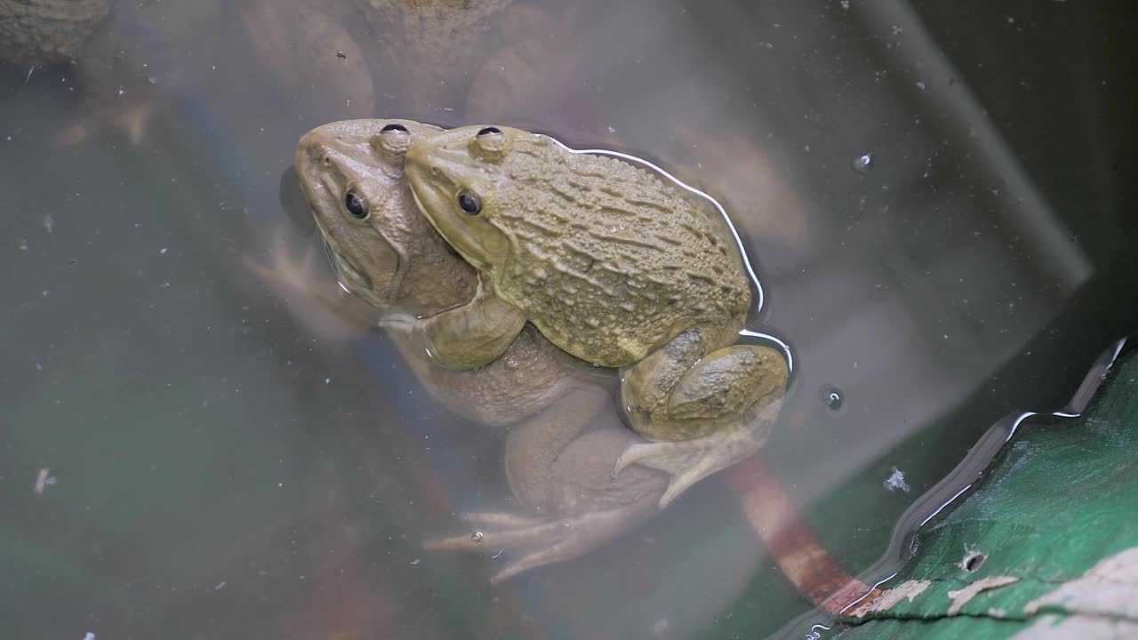 雄蟾蜍的特写镜头从背后抱住雌蟾蜍视频素材