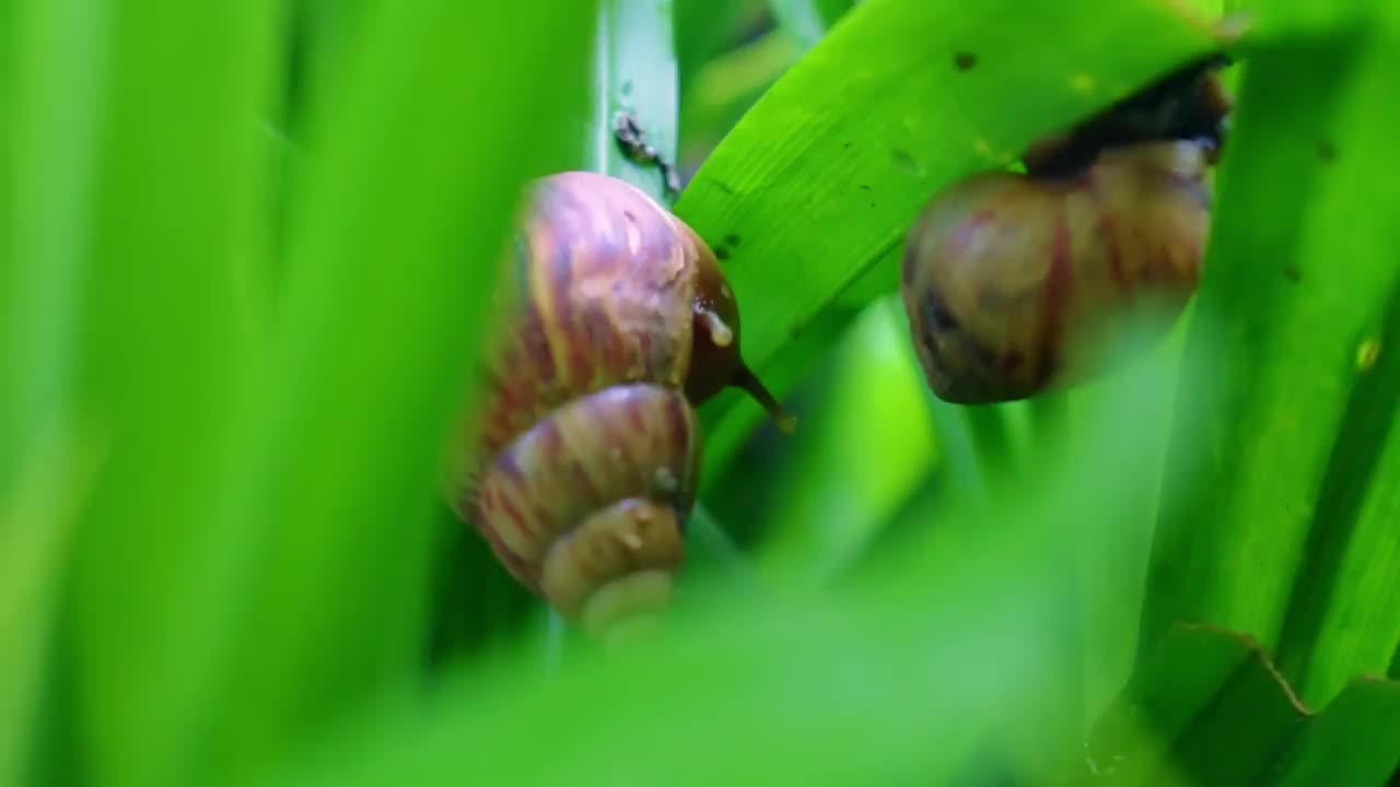 一只蜗牛在熊猫树叶上行走视频下载