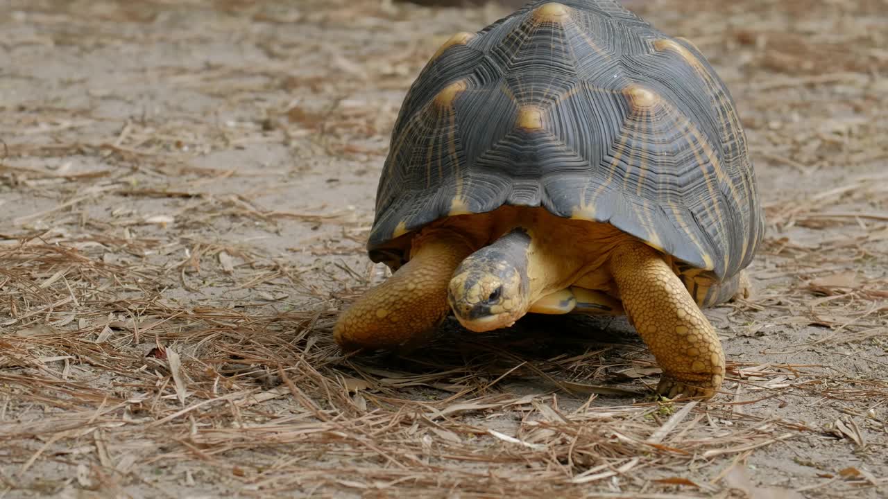 辐射龟(Astrochelys radiata)在吃草时向观众走去，并降低到地面视频素材