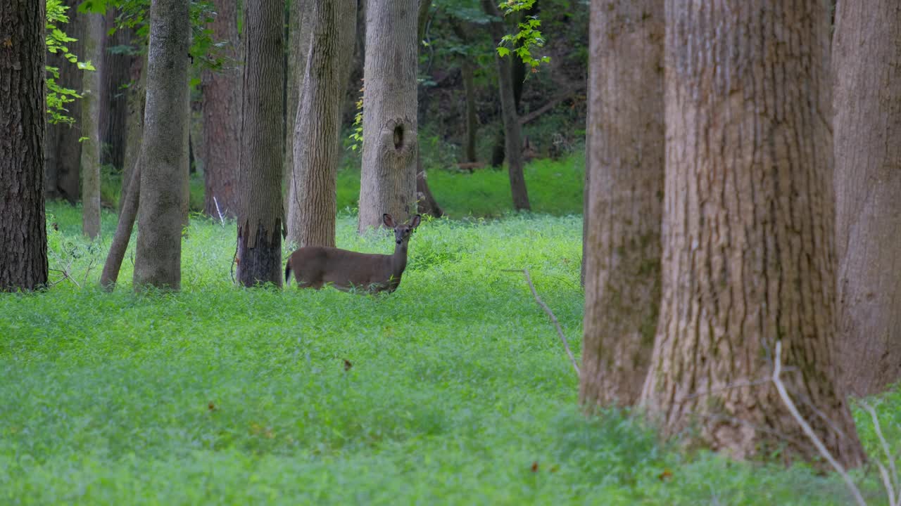 一只白尾鹿(Odocoileus virginianus)在森林草地上抬头看着一只年轻的雄鹿走过的场景。视频素材