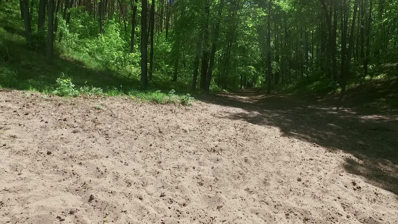 阳光透过树枝照射进来。夏天的风景。森林里的沙路。大自然。视频素材