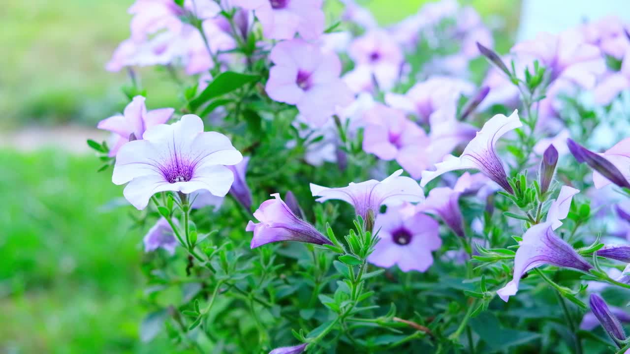 花园里盛开着紫色的矮牵牛花。视频素材