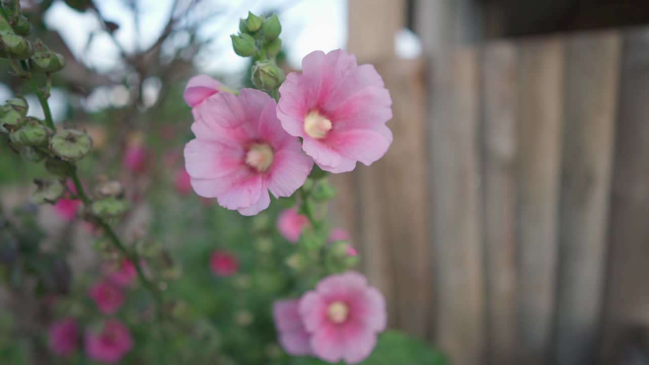 粉红色的花锦葵或在风中摇摆。视频素材