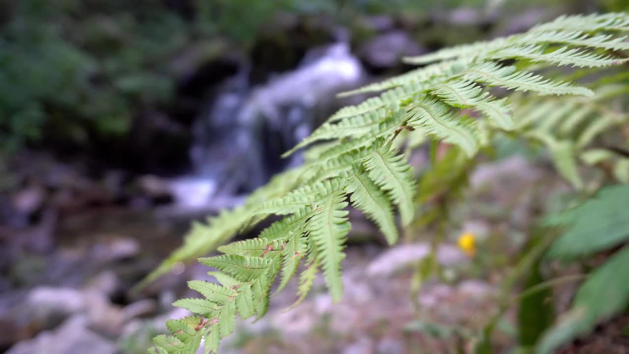 山上森林里的小瀑布视频素材