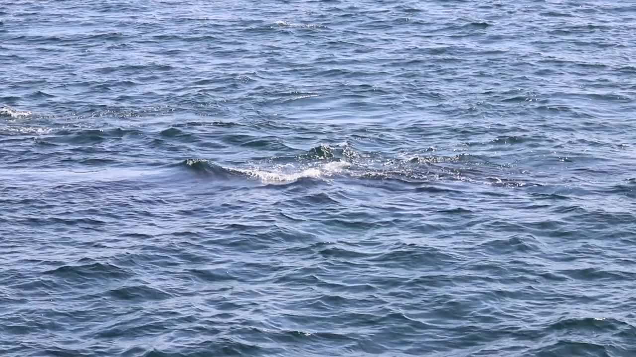 座头鲸潜水视频素材