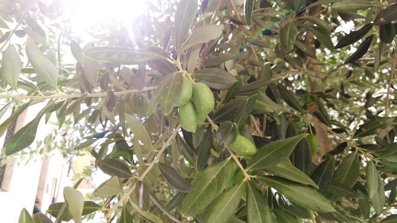 橄榄树和绿色的橄榄枝，阳光明媚的日子视频素材