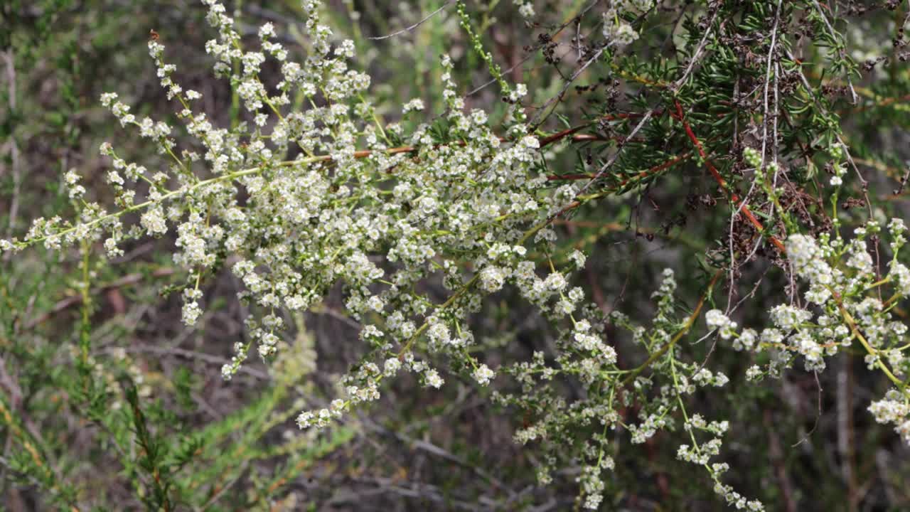 束状腺瘤bloom - red rock cp mrca - 051521 v视频素材