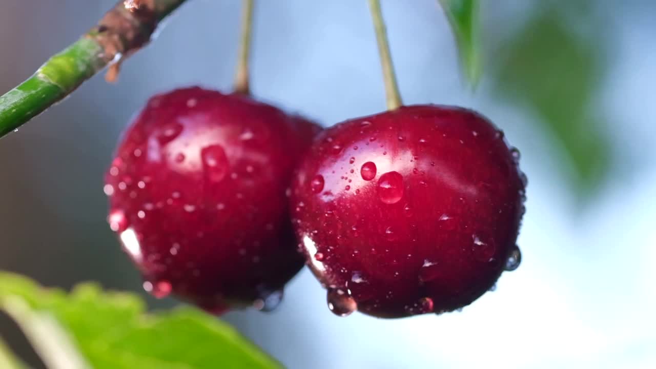 夏日雨后，一对红色成熟的樱桃停在树上。视频素材