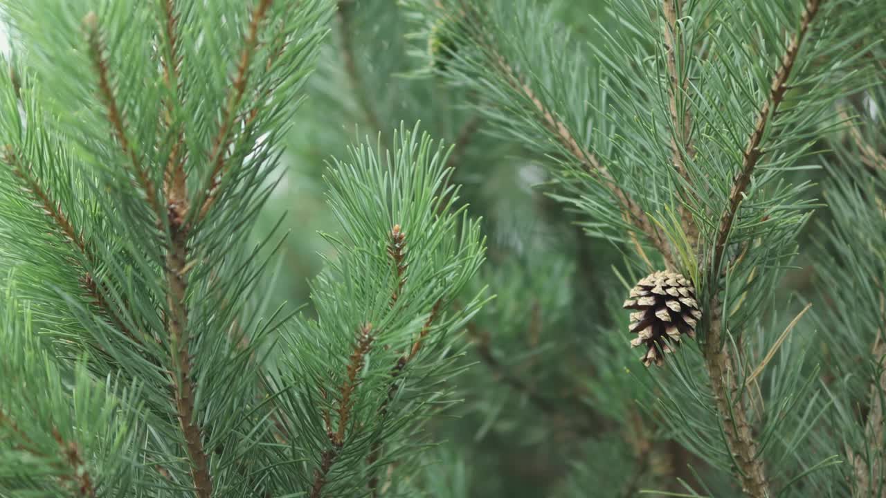 圣诞节背景，松针间的云杉球果，早午餐视频素材