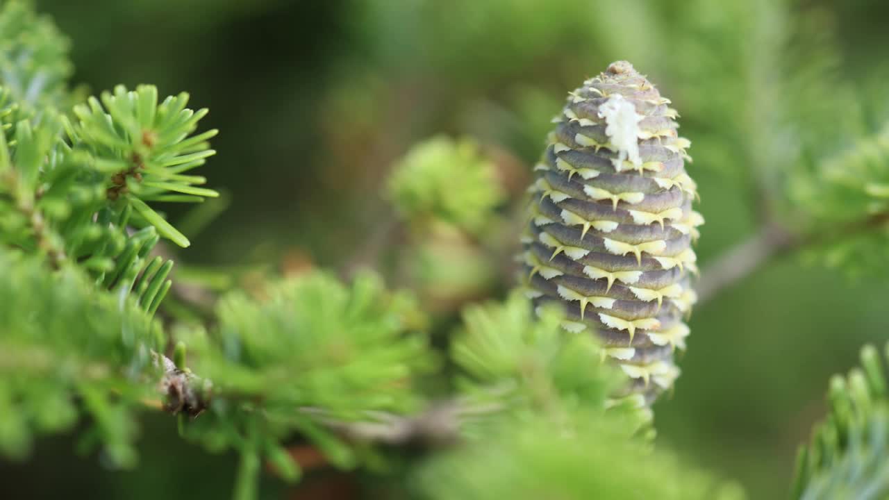 松树云杉的树枝和松果与树脂的细节特写视图视频素材