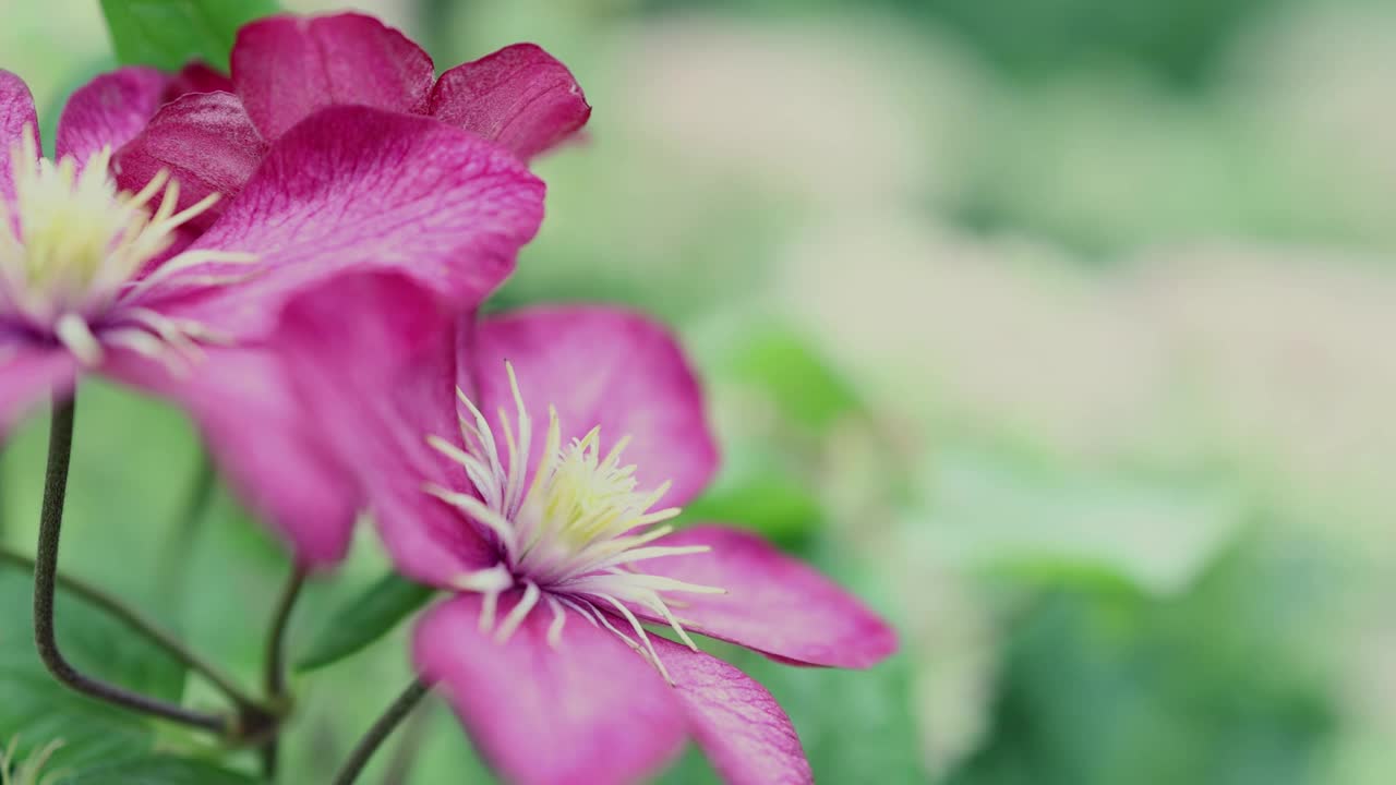 明亮的铁线莲热带花盛开的特写视图视频素材