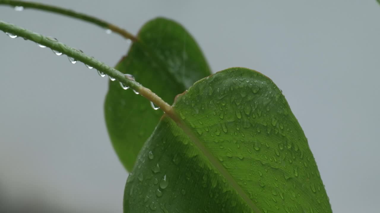 潮湿的绿叶上有雨滴和露珠在雨中飘动。视频素材