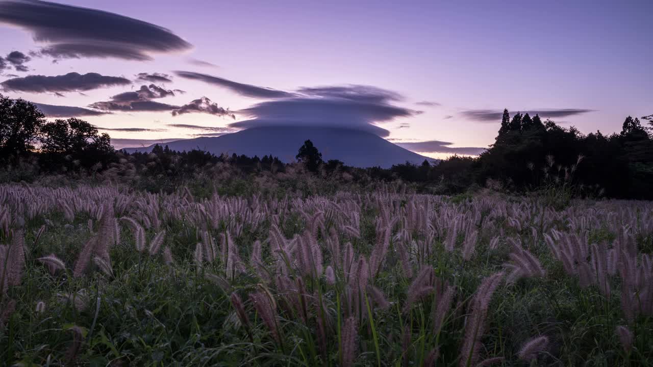 在清晨的阳光下，千叶草闪耀着光芒
间隔拍摄视频素材