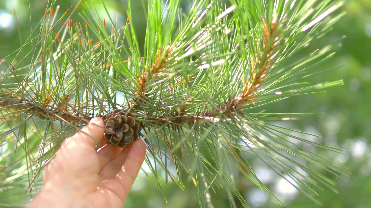 用松果触摸针叶树，4k慢镜头60帧视频素材