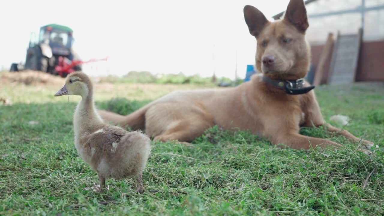 牧羊犬照看着小鸭子，这样他就不会在农场里逃跑了视频素材