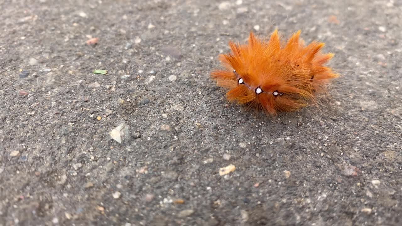 背上有闪亮斑点的红毛虫在城市街道的柏油路上爬行视频素材