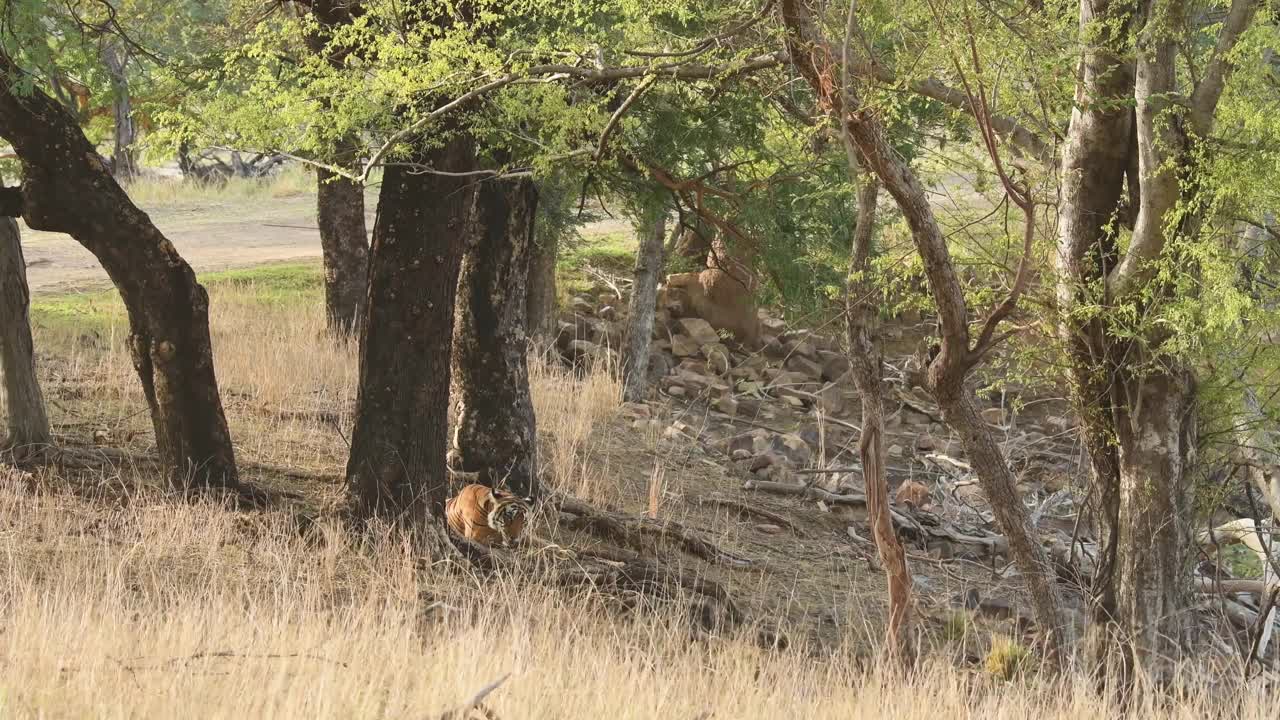 在印度拉贾斯坦邦的ranthambore国家公园或老虎保护区，野生孟加拉虎母虎在树荫下休息视频素材