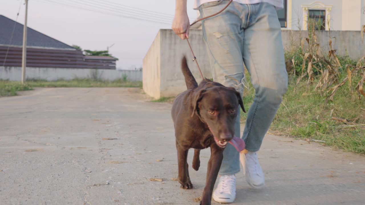 遛狗，深棕色拉布拉多寻回犬快乐的狗狗带着皮带在主人旁边散步，在社区街道上，午后阳光，城市散步小路，慢动作，积极的休闲活动视频素材