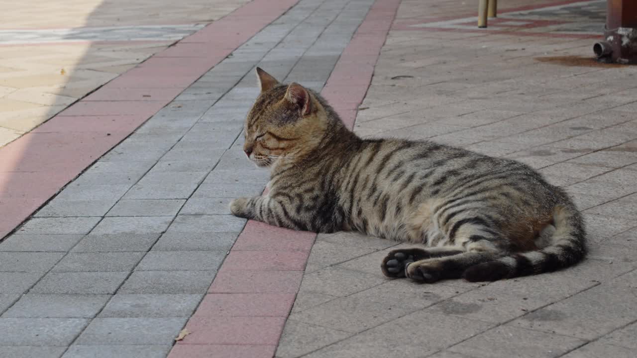 流浪猫在街上视频素材