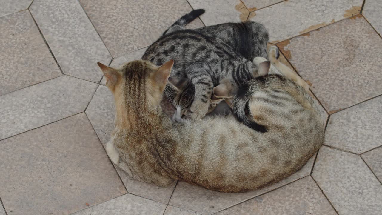 流浪猫在街上视频素材