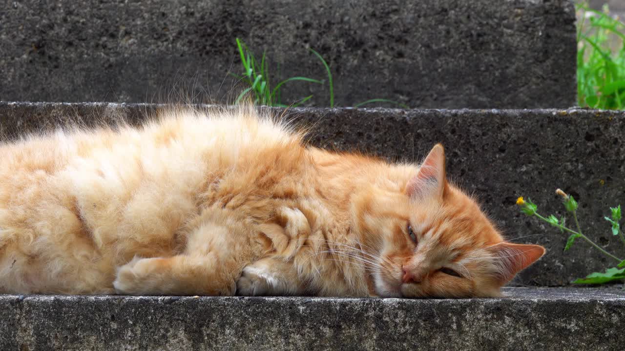 一只毛茸茸的姜黄色猫睡在户外视频素材