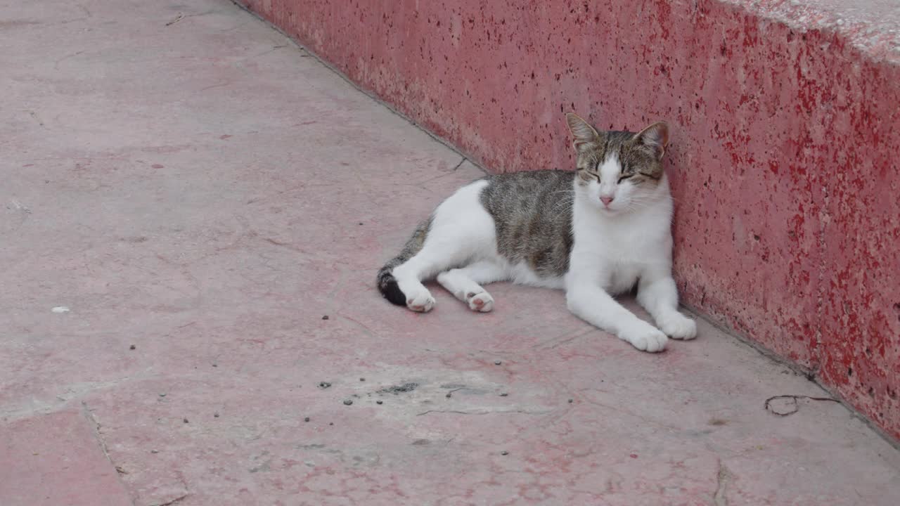 流浪猫在街上视频素材