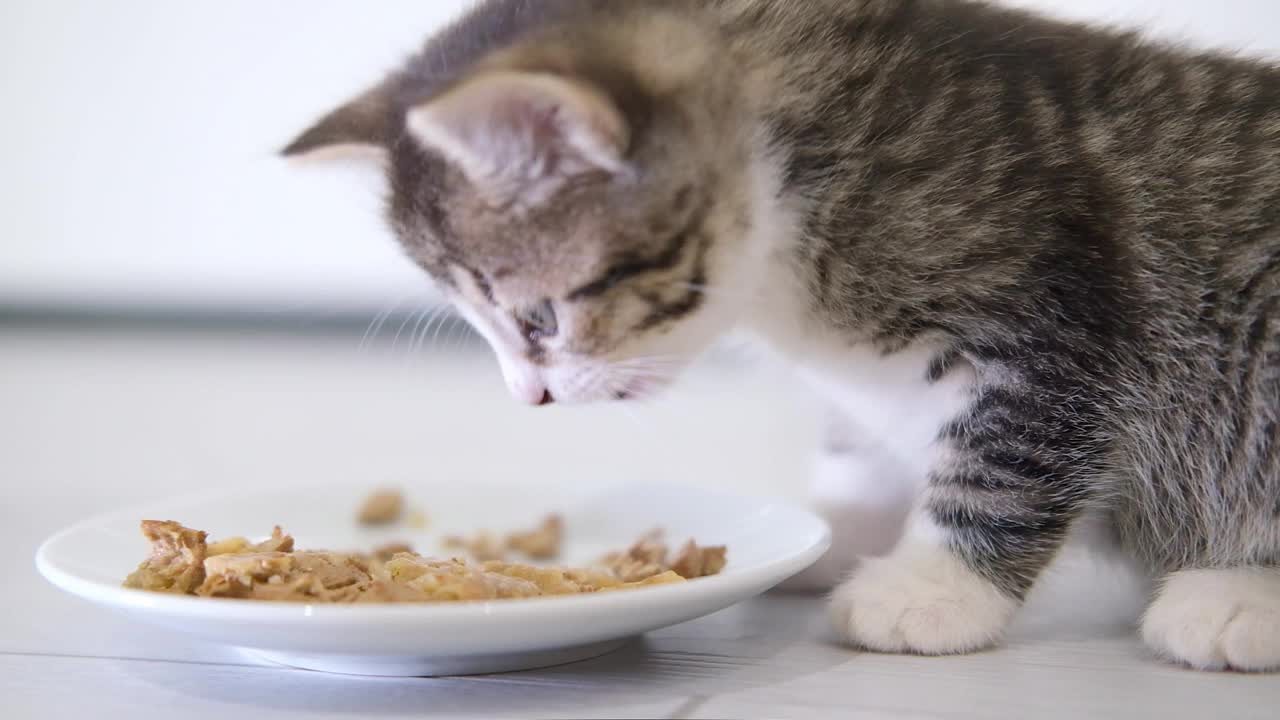 近条纹小猫在家里吃新鲜的罐头猫粮给小猫。小猫吃完东西后舔嘴唇。湿猫食品广告视频素材