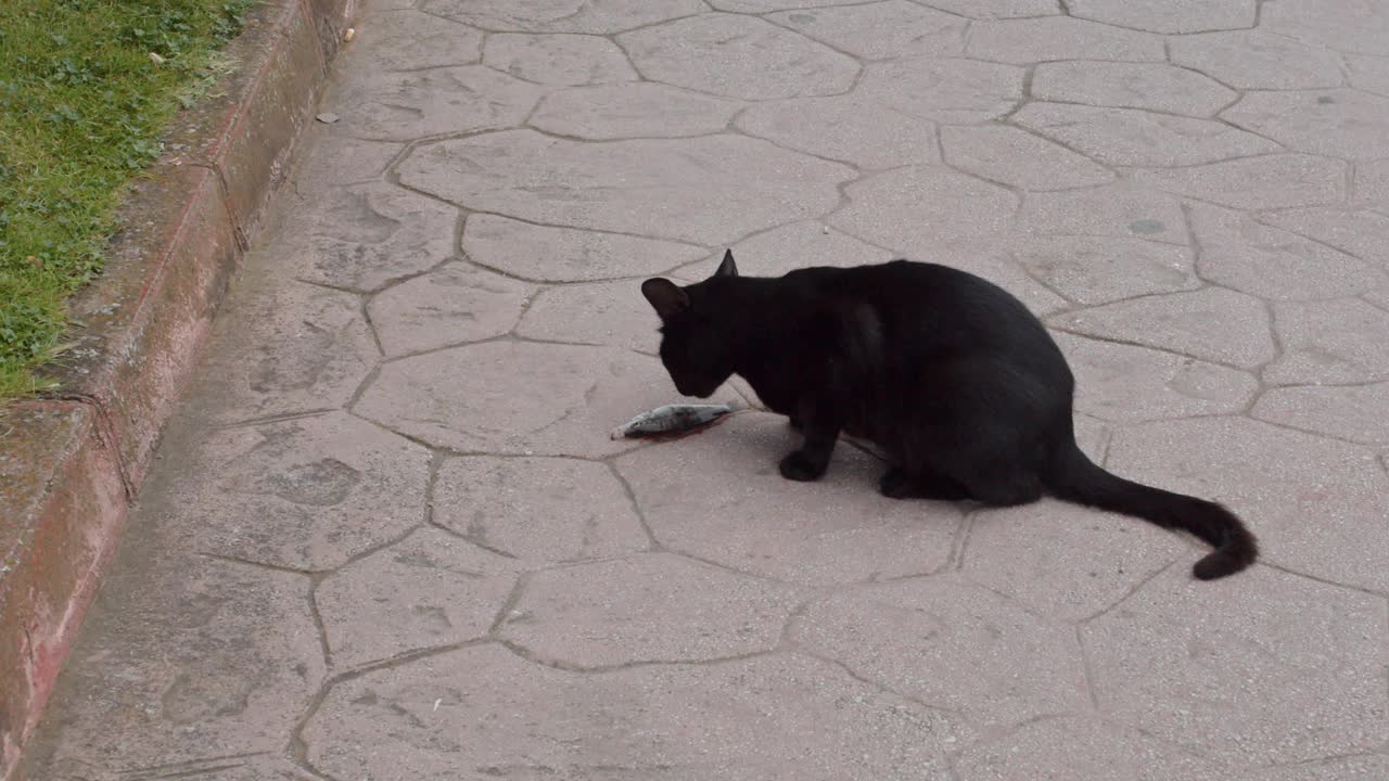 流浪猫在街上视频素材