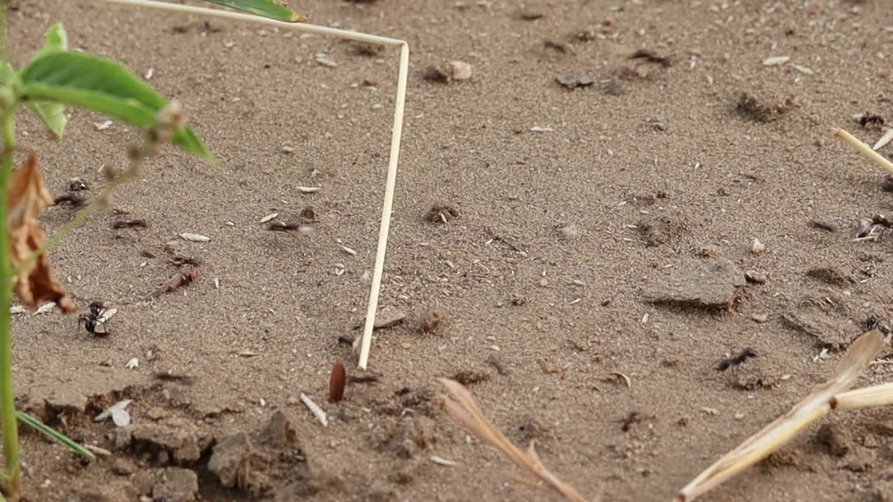 一大群蚂蚁扛着稻草和种子视频素材