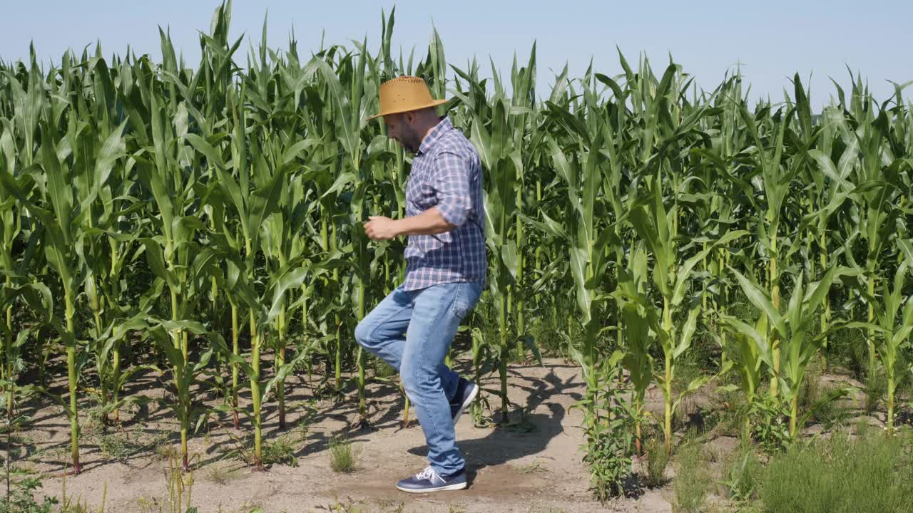 快乐的男农民在玉米地里跳舞享受。男工人庆祝有趣的病毒式舞蹈自由。兴奋庆祝成功，成就舞蹈。创造性的人成功的快乐的快乐的快乐的。视频素材