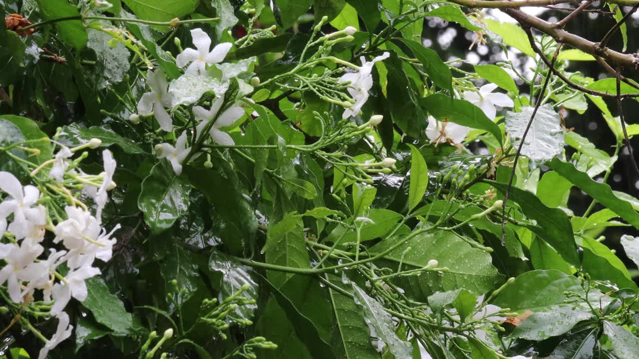 季风的阵雨浸透了白色的茉莉花和树叶，树木和植物的枝条被狂风摇动视频素材