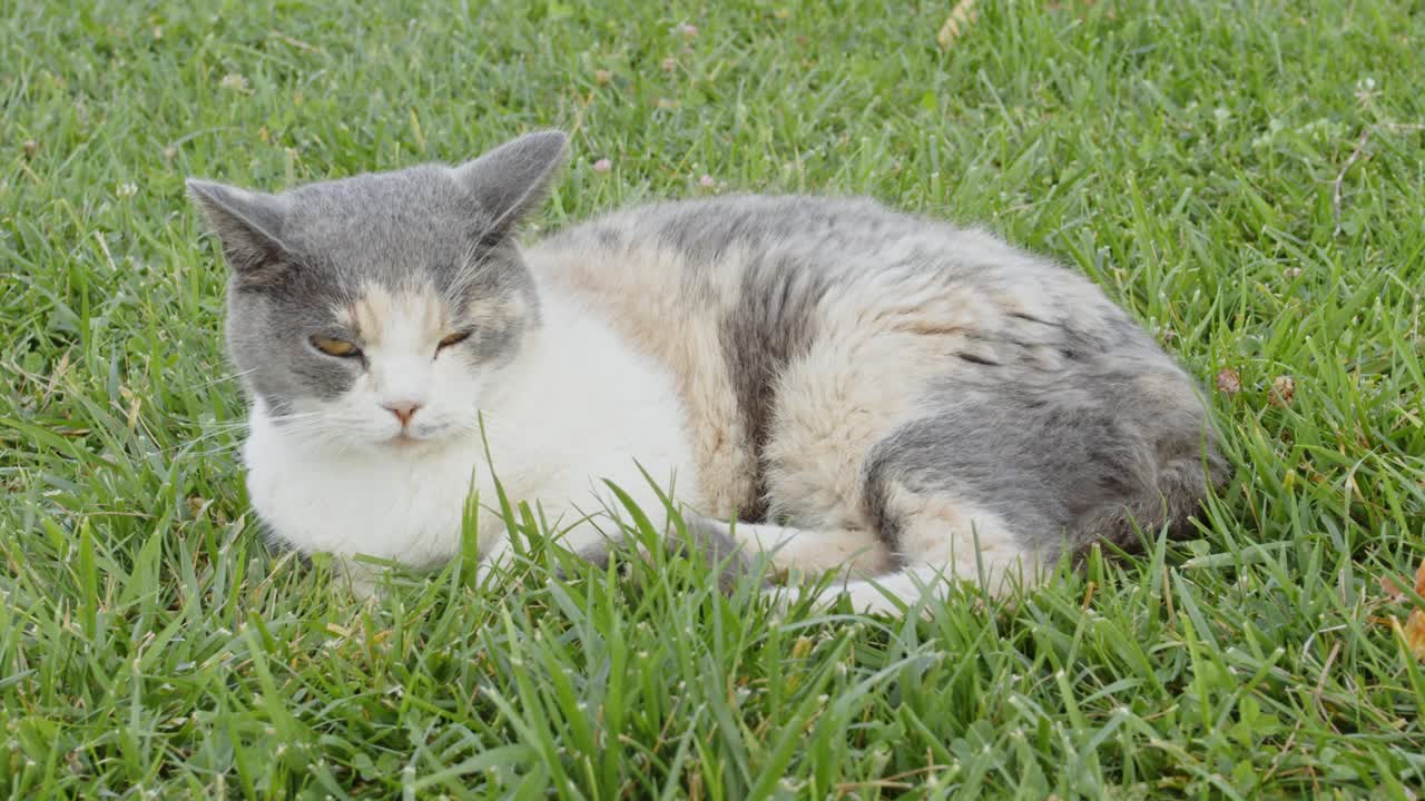 流浪猫在街上视频素材