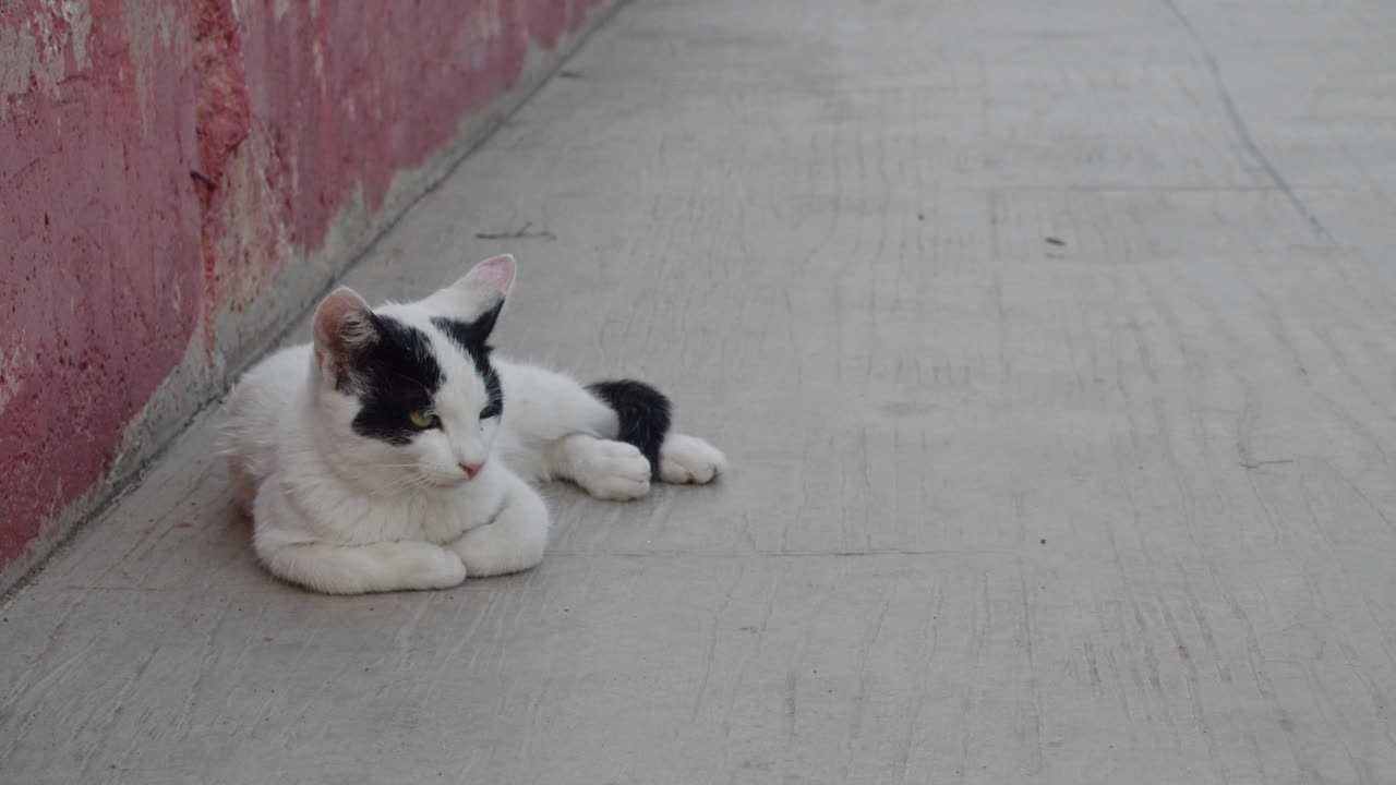 流浪猫在街上视频素材