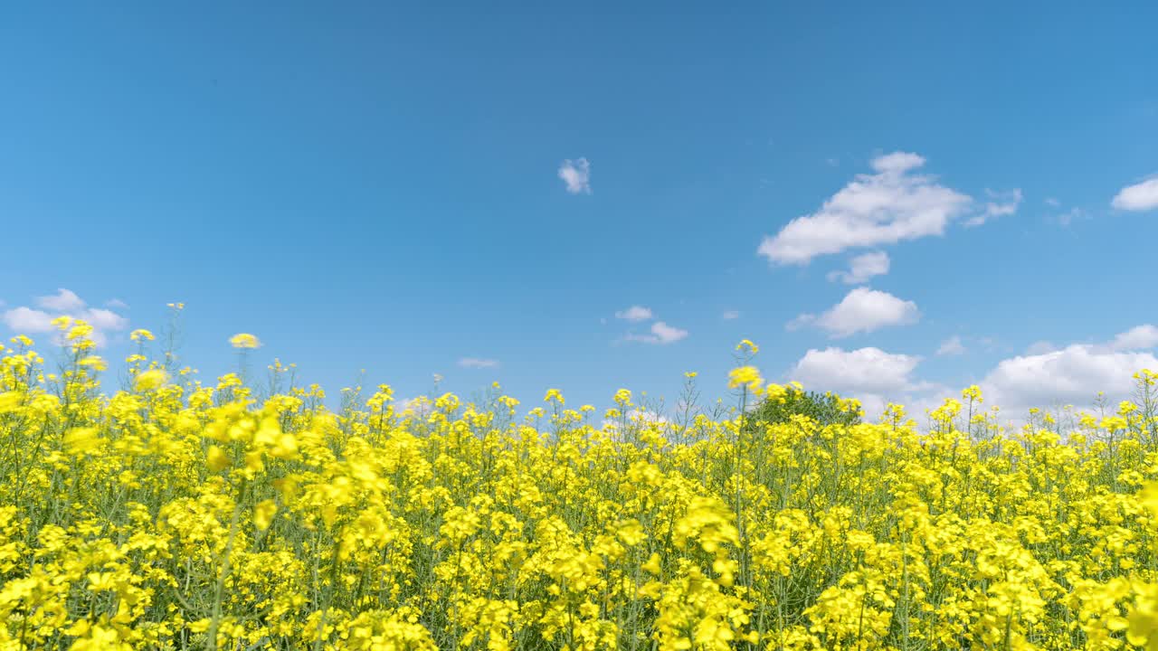 4K延时油菜田视频素材