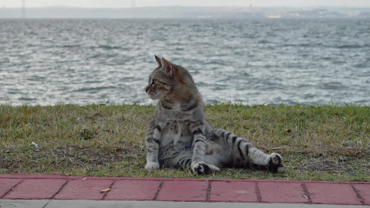 流浪猫在街上视频素材