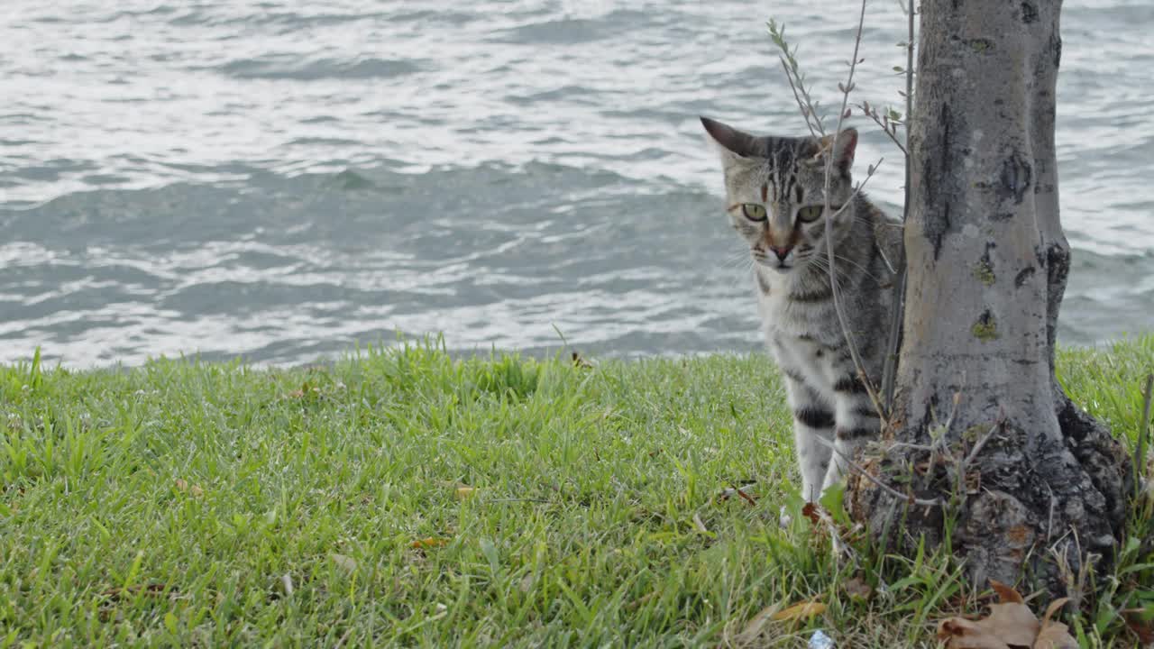 流浪猫在街上视频素材