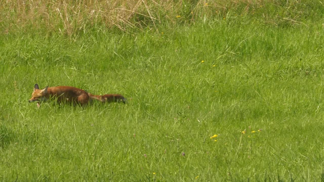 野生红狐(Vulpes Vulpes)在林边的野外觅食。自然中的野生动物。野兽的猎物。赤狐(Vulpes Vulpes)在野生栖息地的草地上行走。视频素材