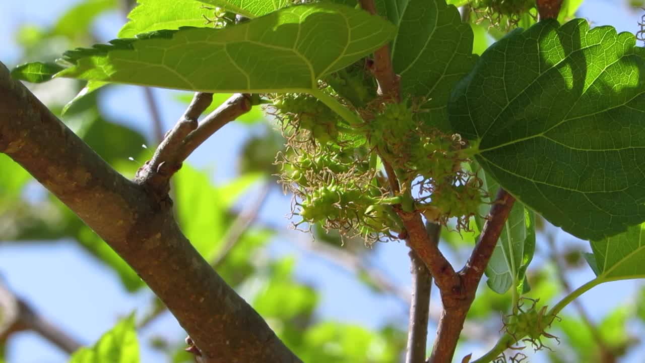 选择聚焦在未成熟的黑莓对模糊的背景。视频素材