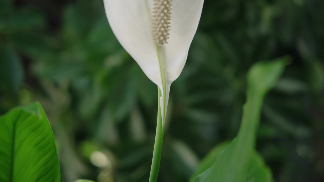 家美丽植物鸡血藤。白色的花视频素材